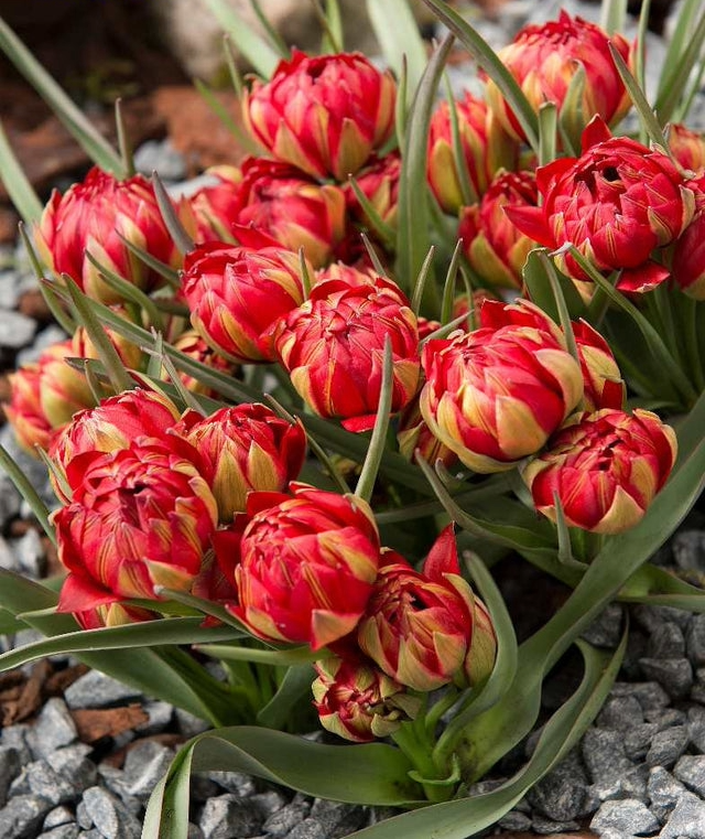 Tulp Samantha, D 9