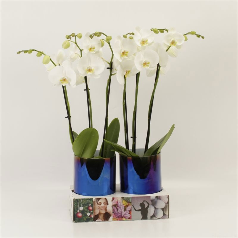 Phalaenopsis overig wit 3 tak wit in glasvaas Holografique, D 12