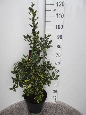 Ilex aquifolium Red Tips 80-100 pyr. P28, D 28 cm Ilex aquifolium Red Tips 80-100 pyr. P28, D 28 cm