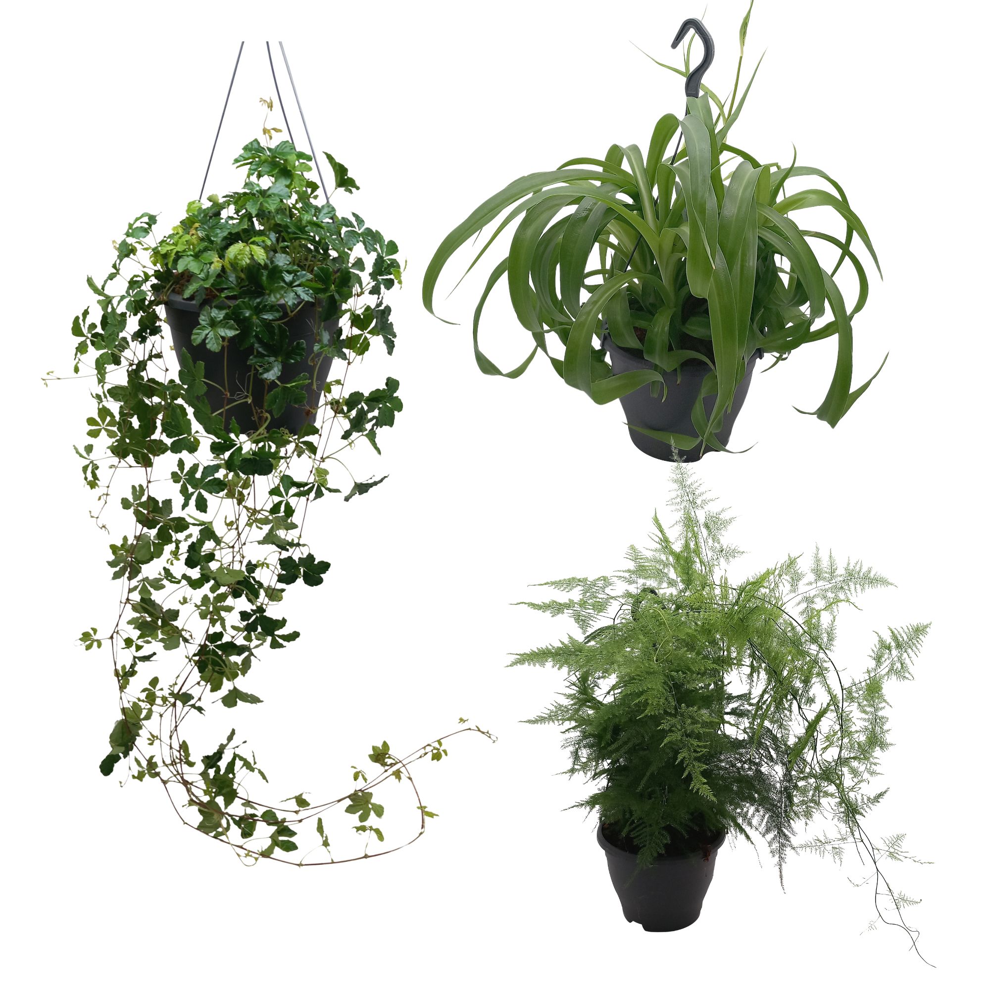 Parthenocissus Striata, Chloro Green Bonnie, Aspargus Plumosus, D 19