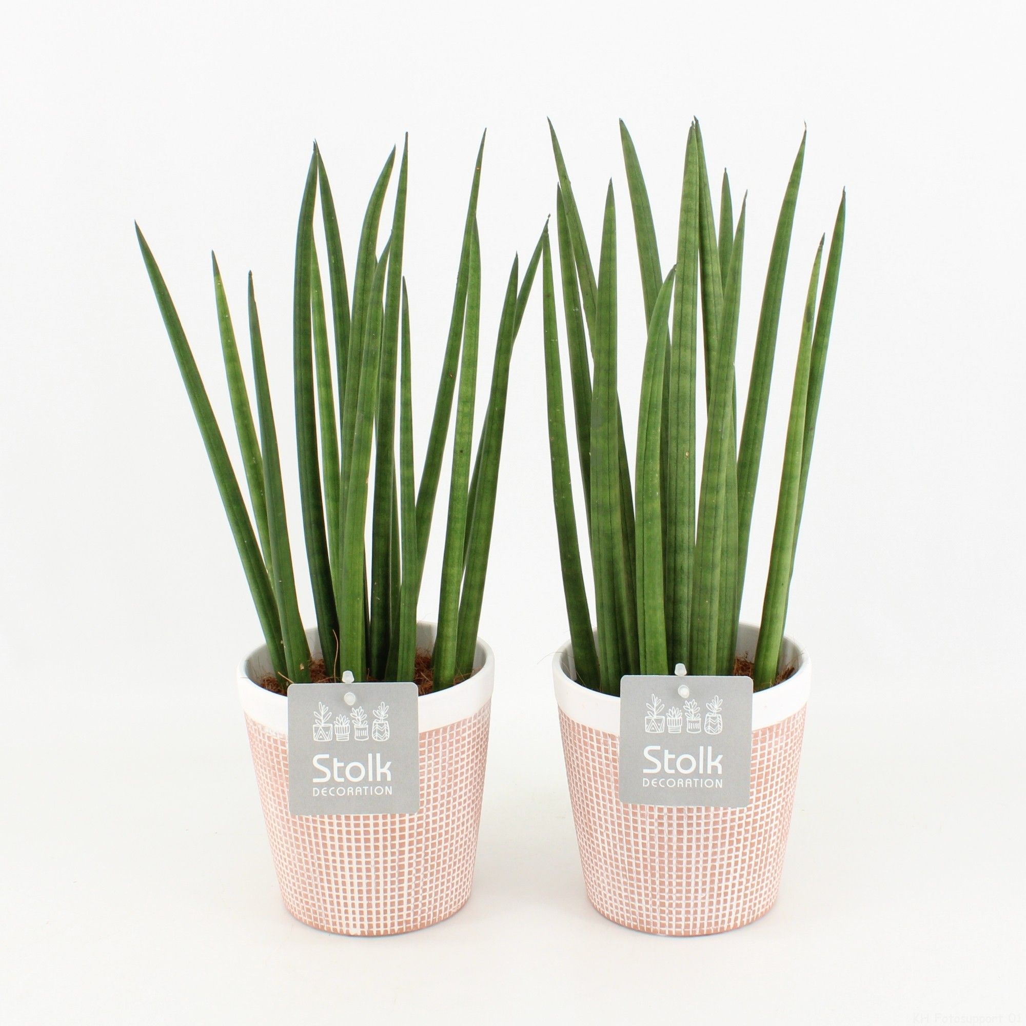 Sansevieria Cylindrica in Terracotta, D 13