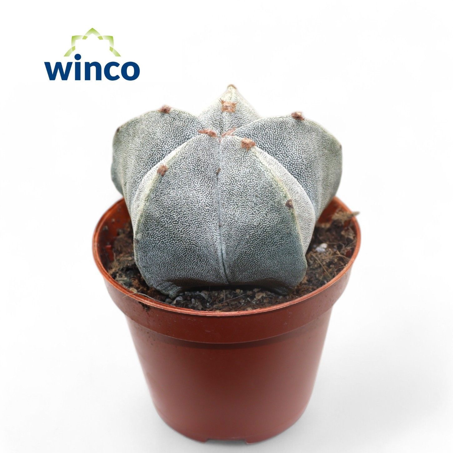 Astrophytum Myriostigma, D 8,5