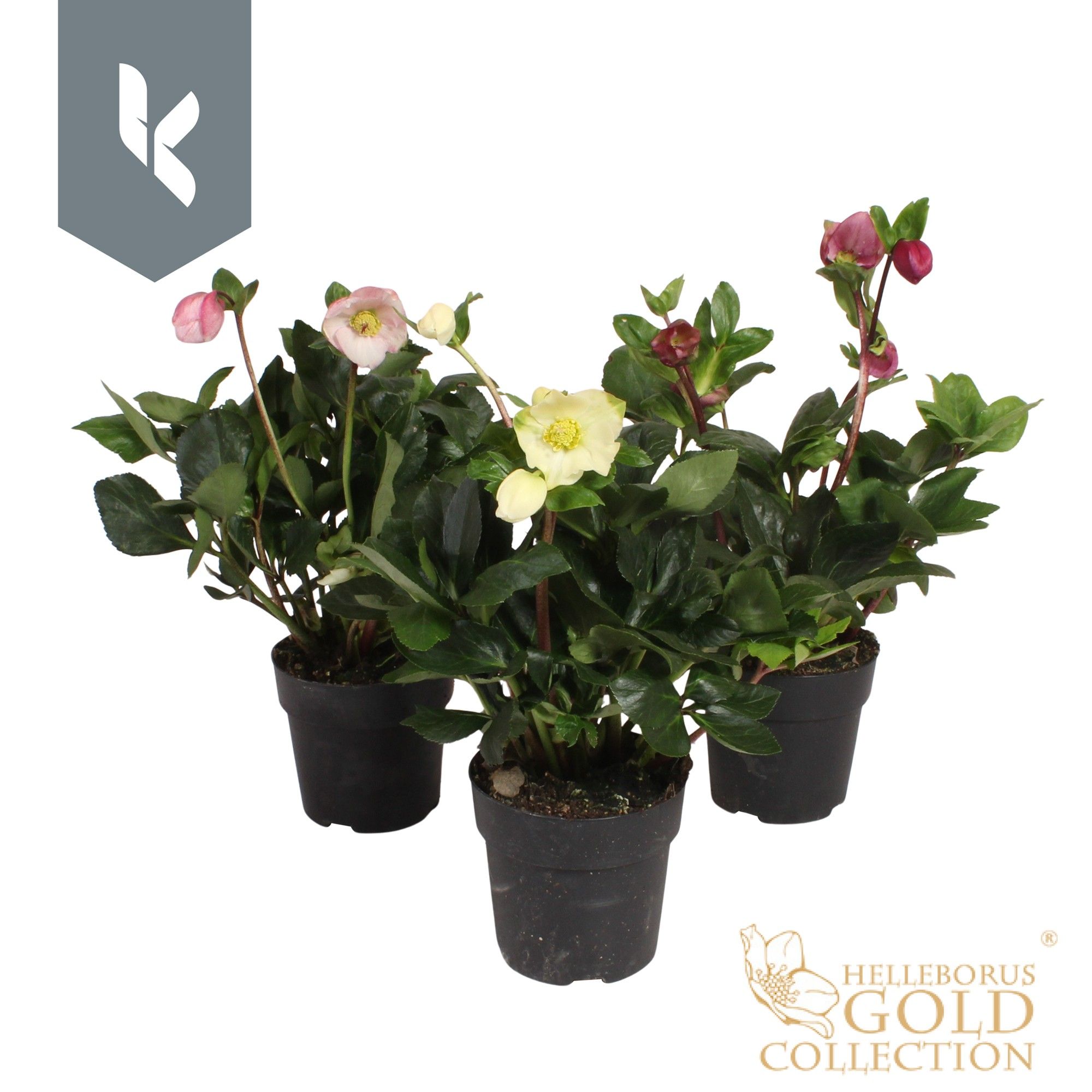 HGC Helleborus Winter Ballet Mix laag, D 15 cm