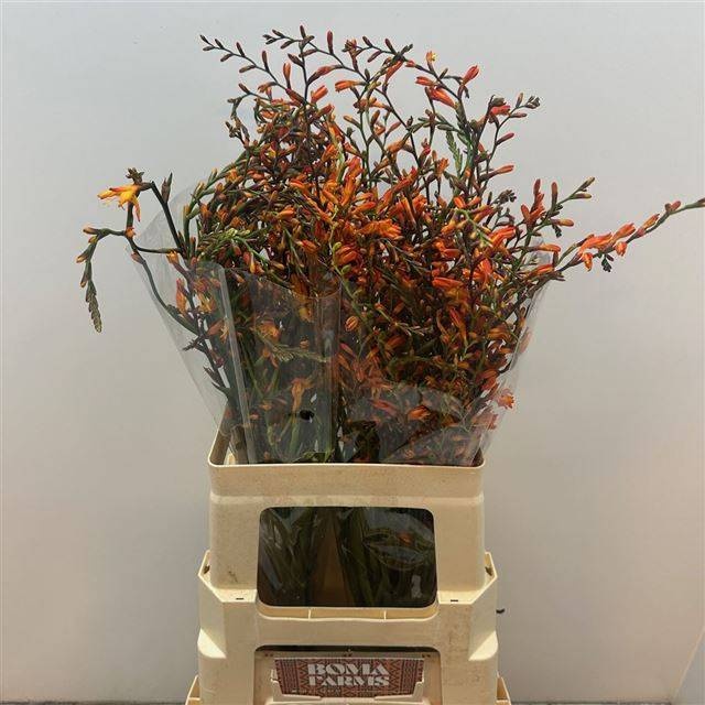 Крокосмия Лицифер 80, шт.