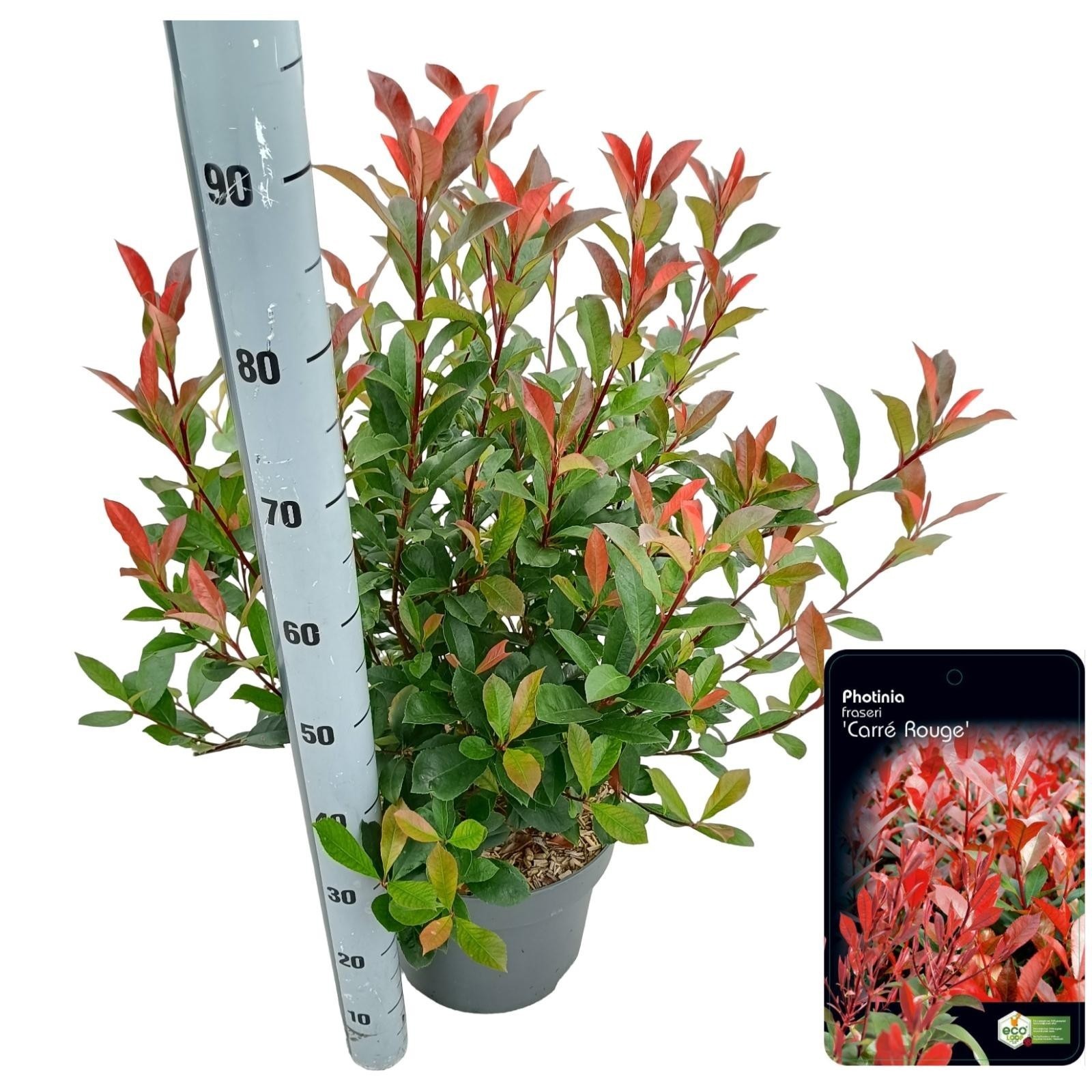 Photinia fraseri 'Carré Rouge', D 29