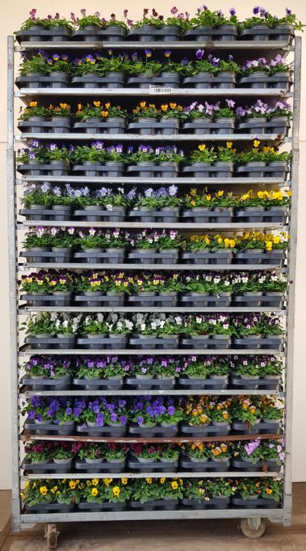 Viola cornuta mix, D 11 cm