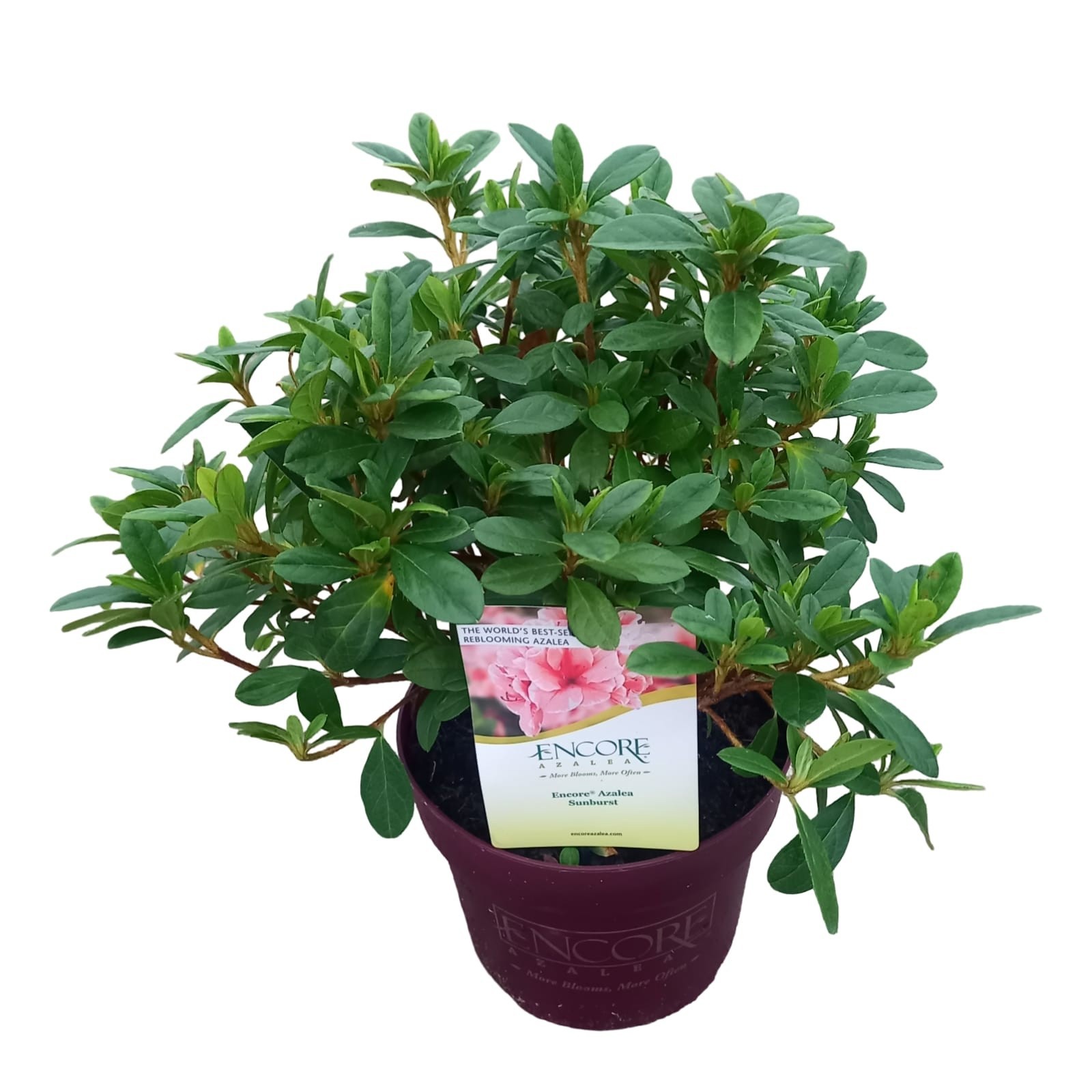 Rhododendron ENCORE® 'Sunburst', D 19