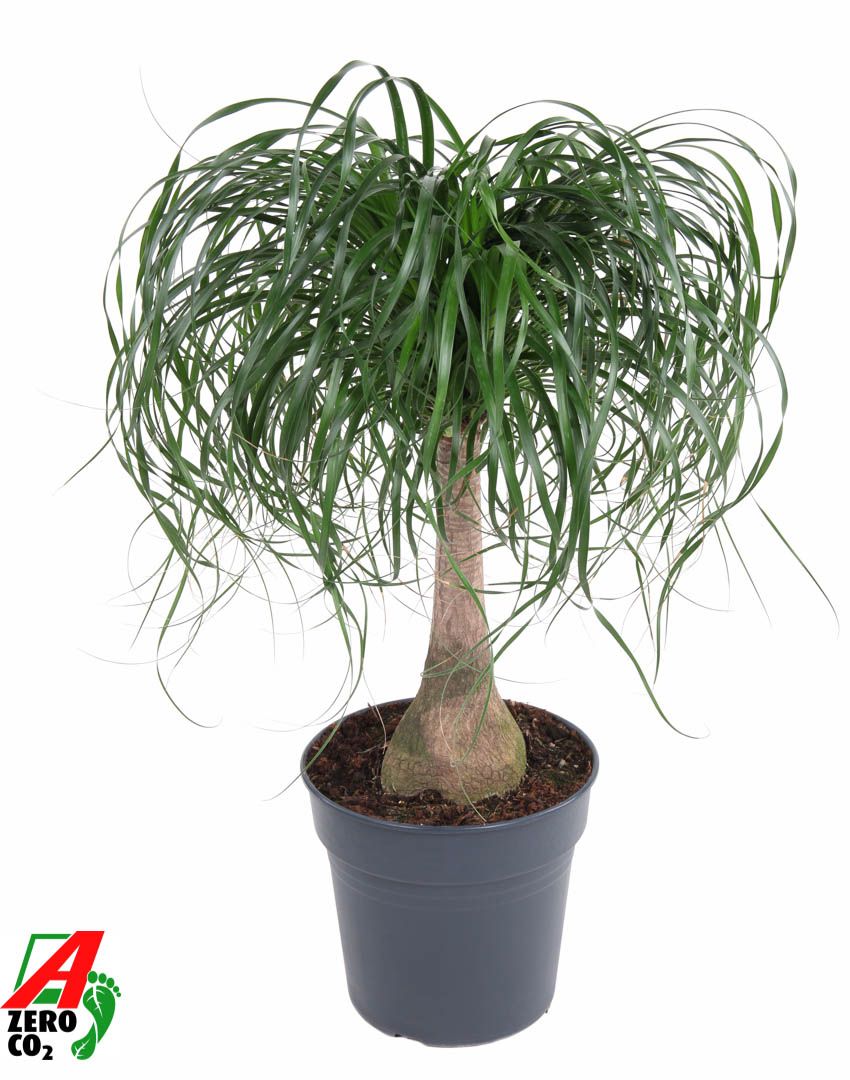 Beaucarnea stam P27 - 1,5ft, D 27