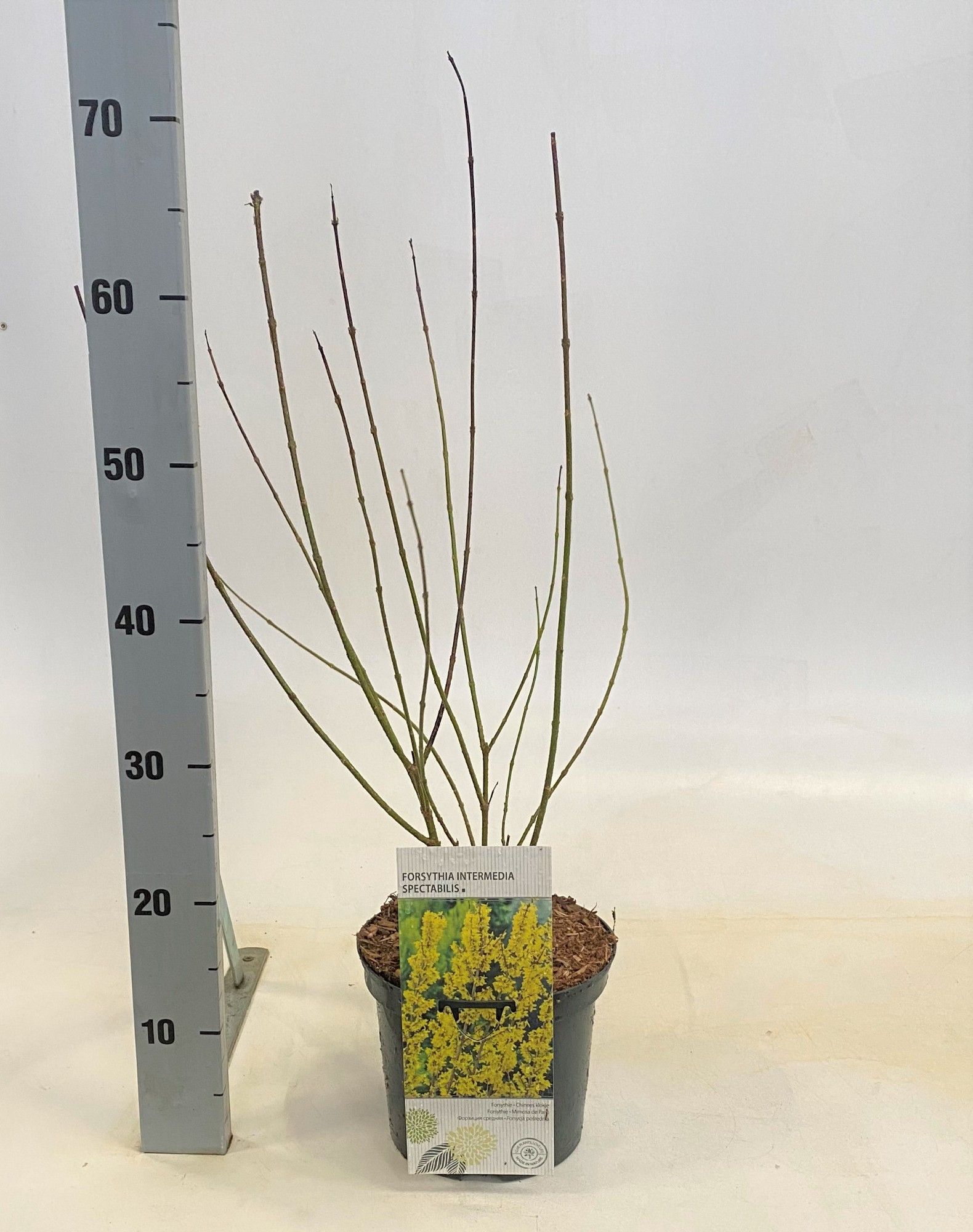 Forsythia intermedia Spectabilis, D 19