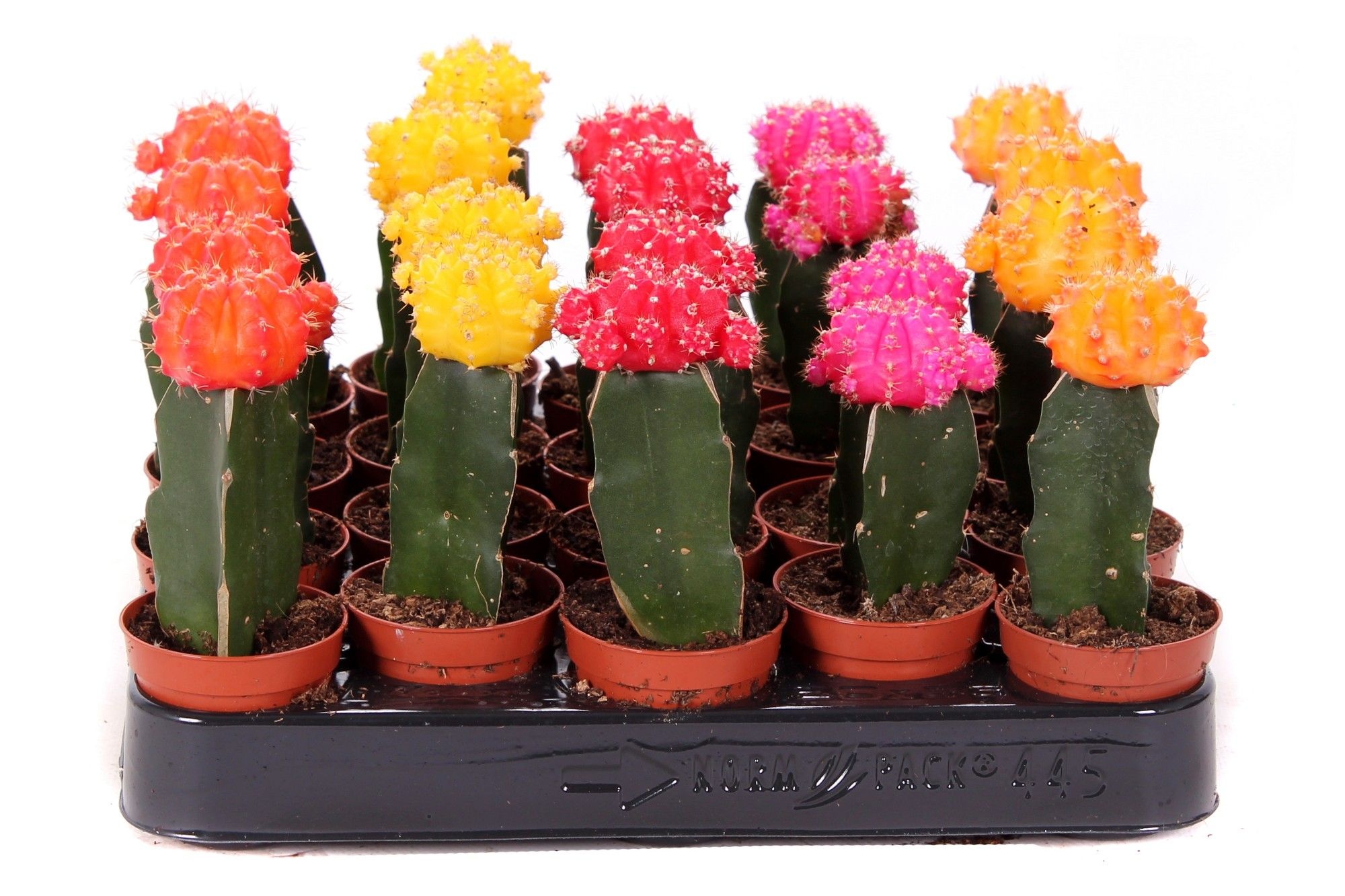 Cactus geent mix 5,5 cm, D 5,5 cm
