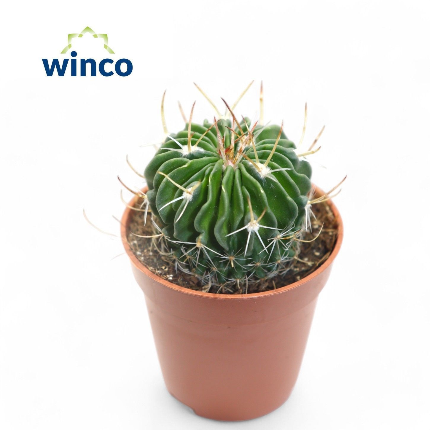 Echinofossulocactus Multicostatus, D 5,5