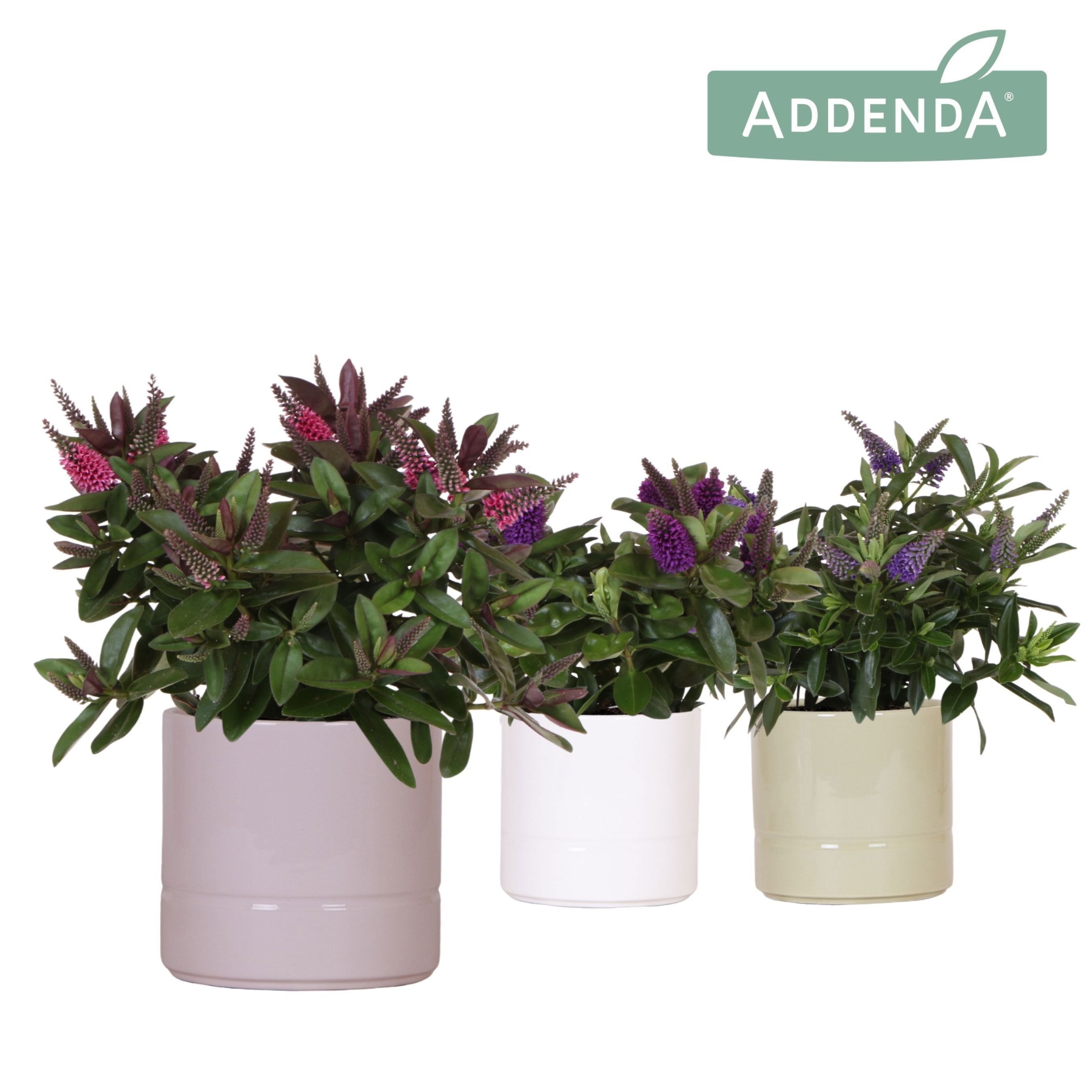 Hebe Addenda Donna mix in Pastel pot mix, D 12