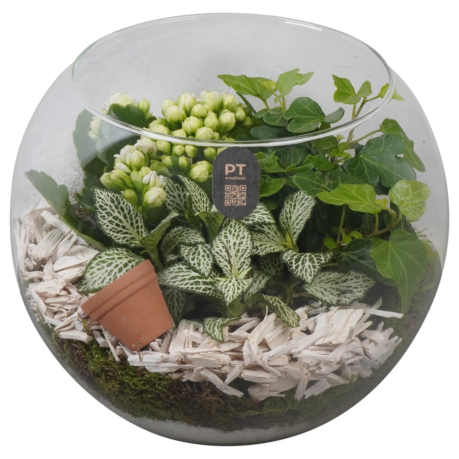 PTIG2617 Arrangement Indoor in glazen vissenkom, D 20