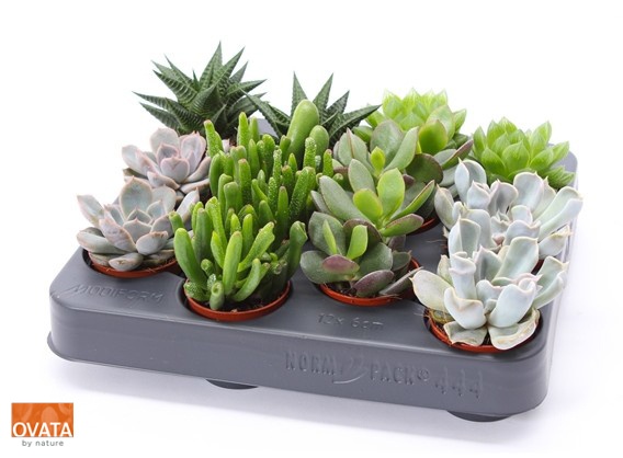 Succulent mix 5,5 XXL PD - NON CITES, D 5,5