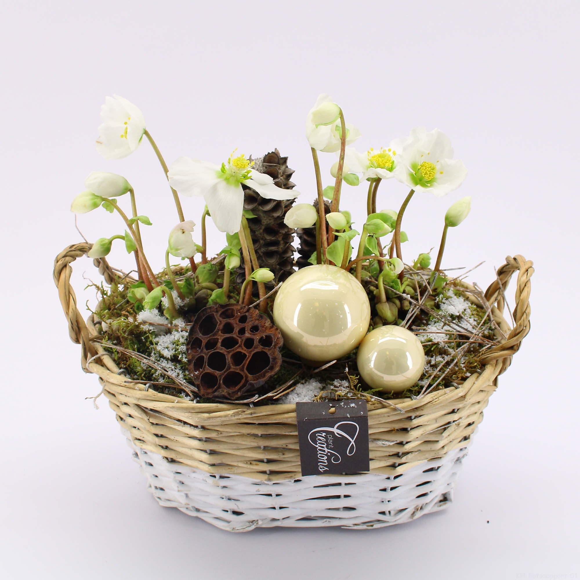 NHCR-2511 Verboom Helleborus, D 27 cm