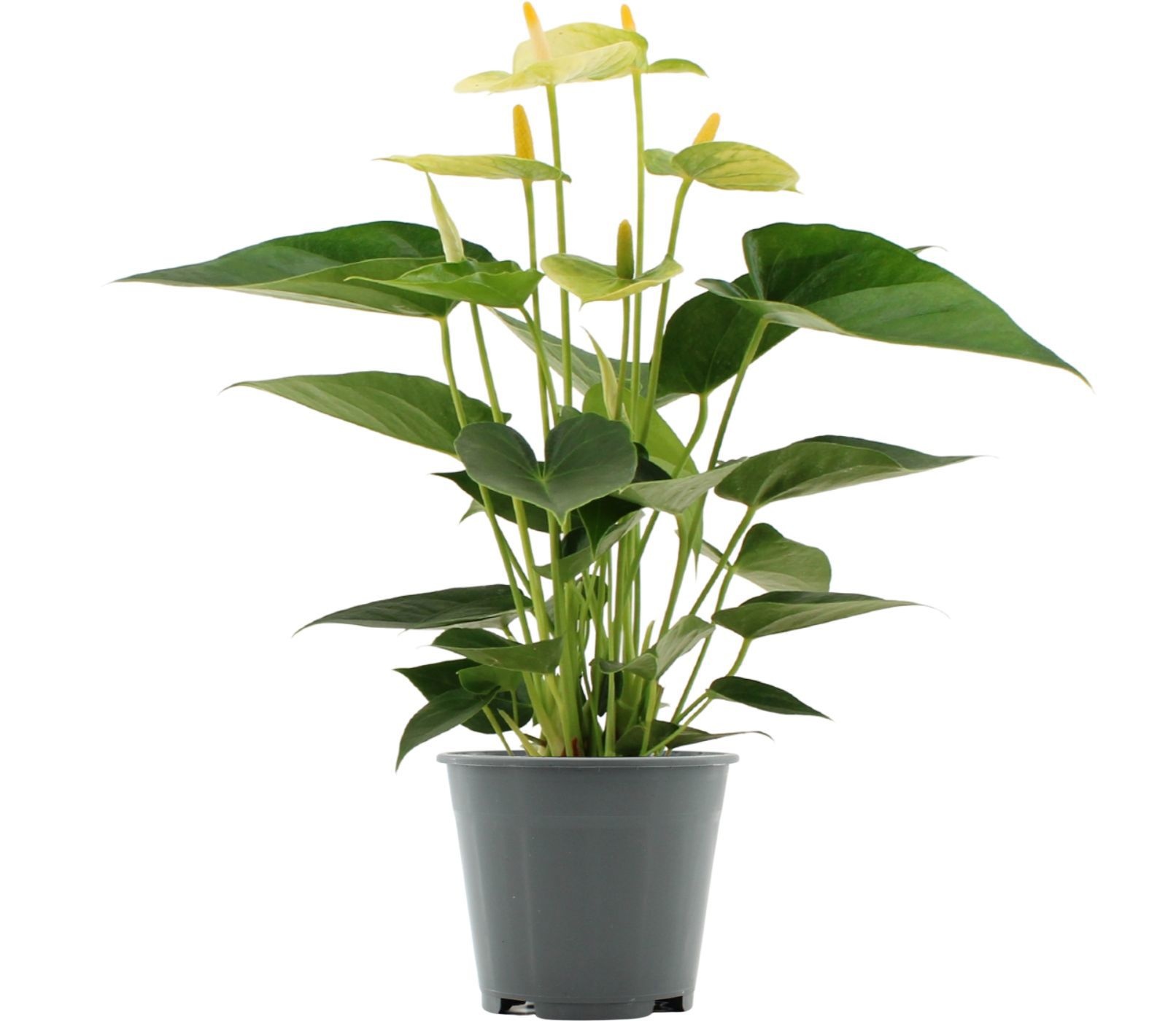 Anthurium 14 cm Vanilla in Transparant sleeve, D 14