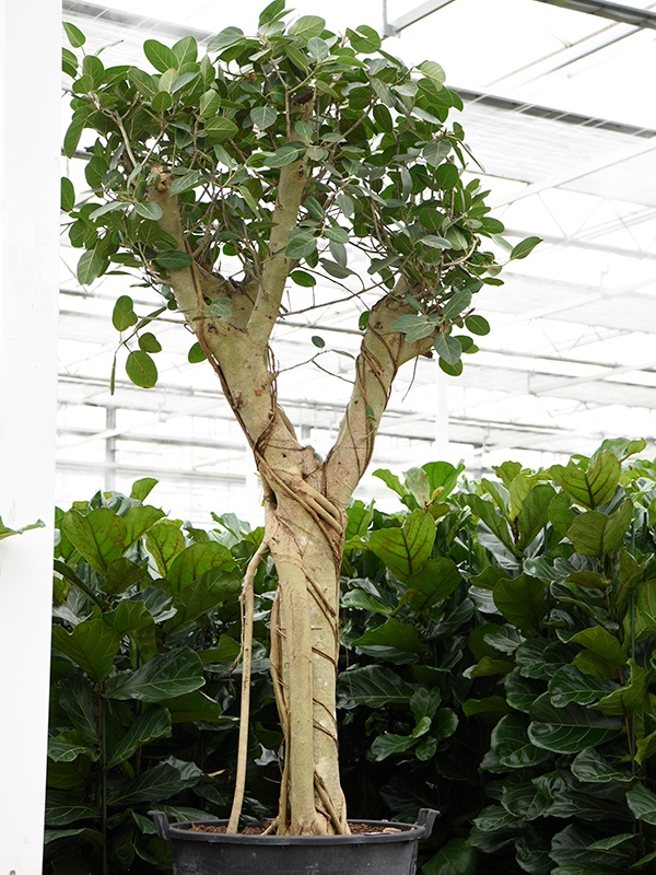 Ficus benghalensis, D 80
