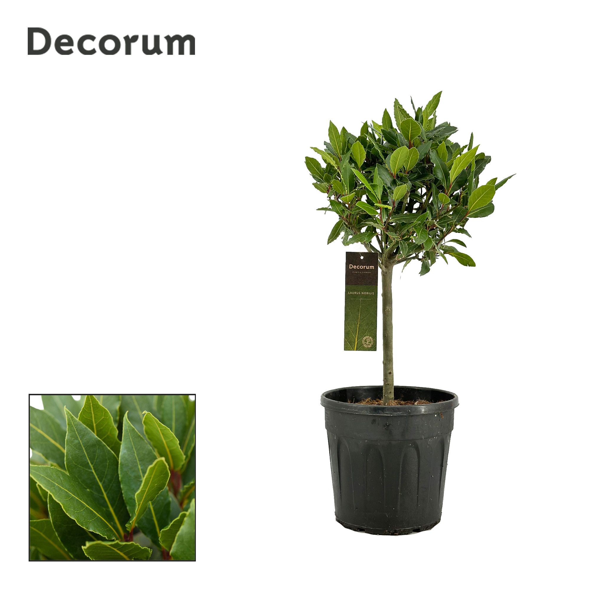 Laurus nobilis Bol op stam, D 25