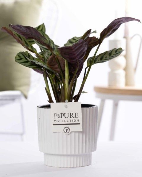 Ctenanthe Burle Marxii in P&PURE Ivy ceramics shiny white, D 12