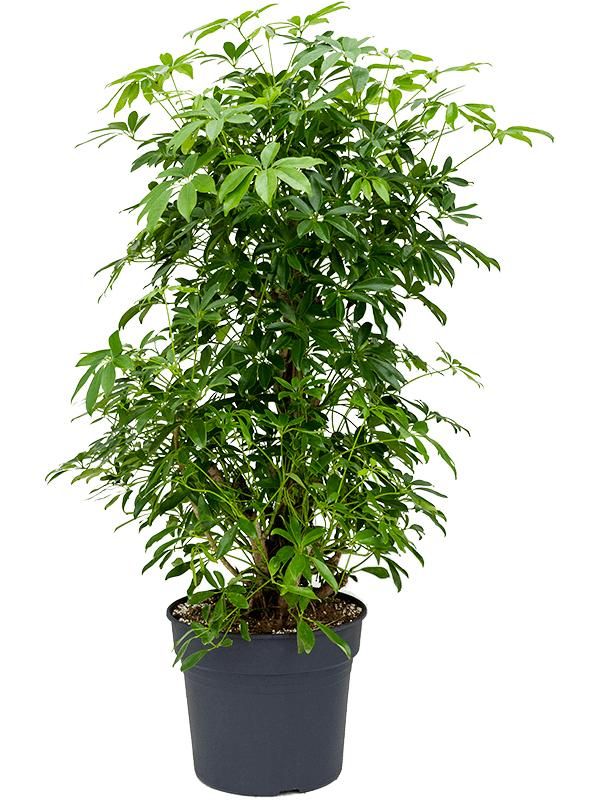 Schefflera arboricola 'Compacta' (160-200), D 38
