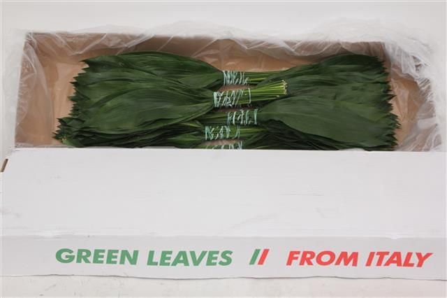 Аспидистра Элатиор 60 (зел.), шт.