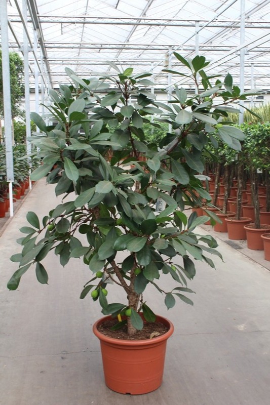 Ficus Cyathistipula, D 45