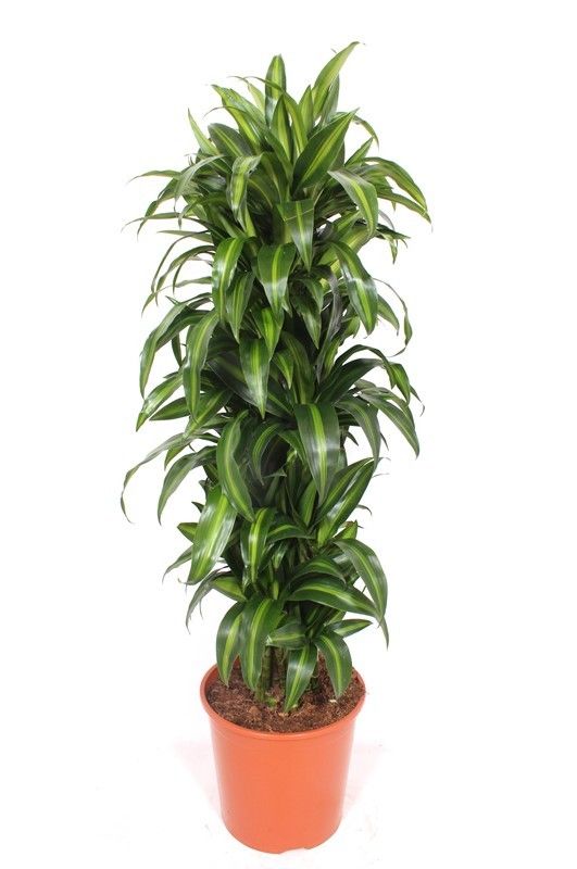 Dracaena Hawaiian Sunshine, D 30