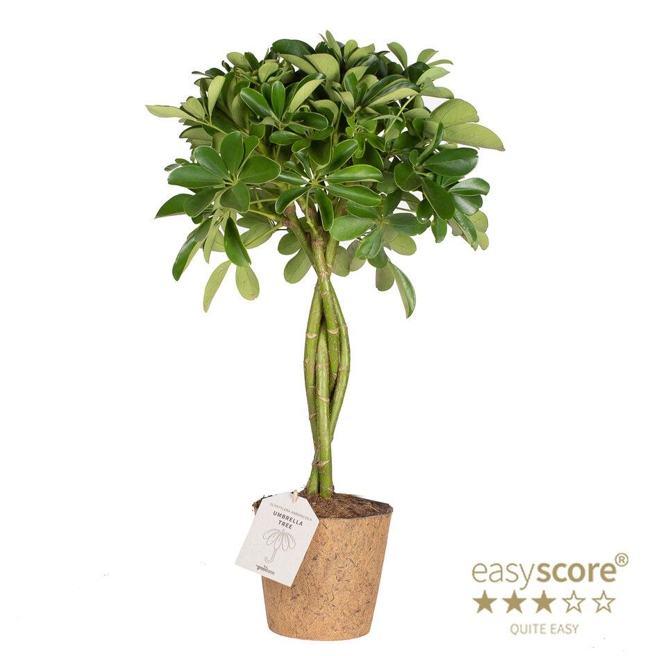 Schefflera ´Nora´ Braid - COCOZ, D 24