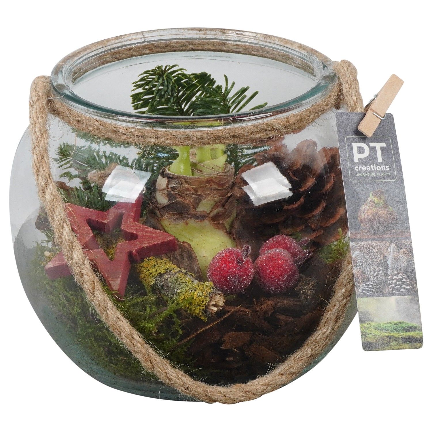 PTACH5931 Arrangement Amaryllis Christmas in glazen vaas, D 19 cm