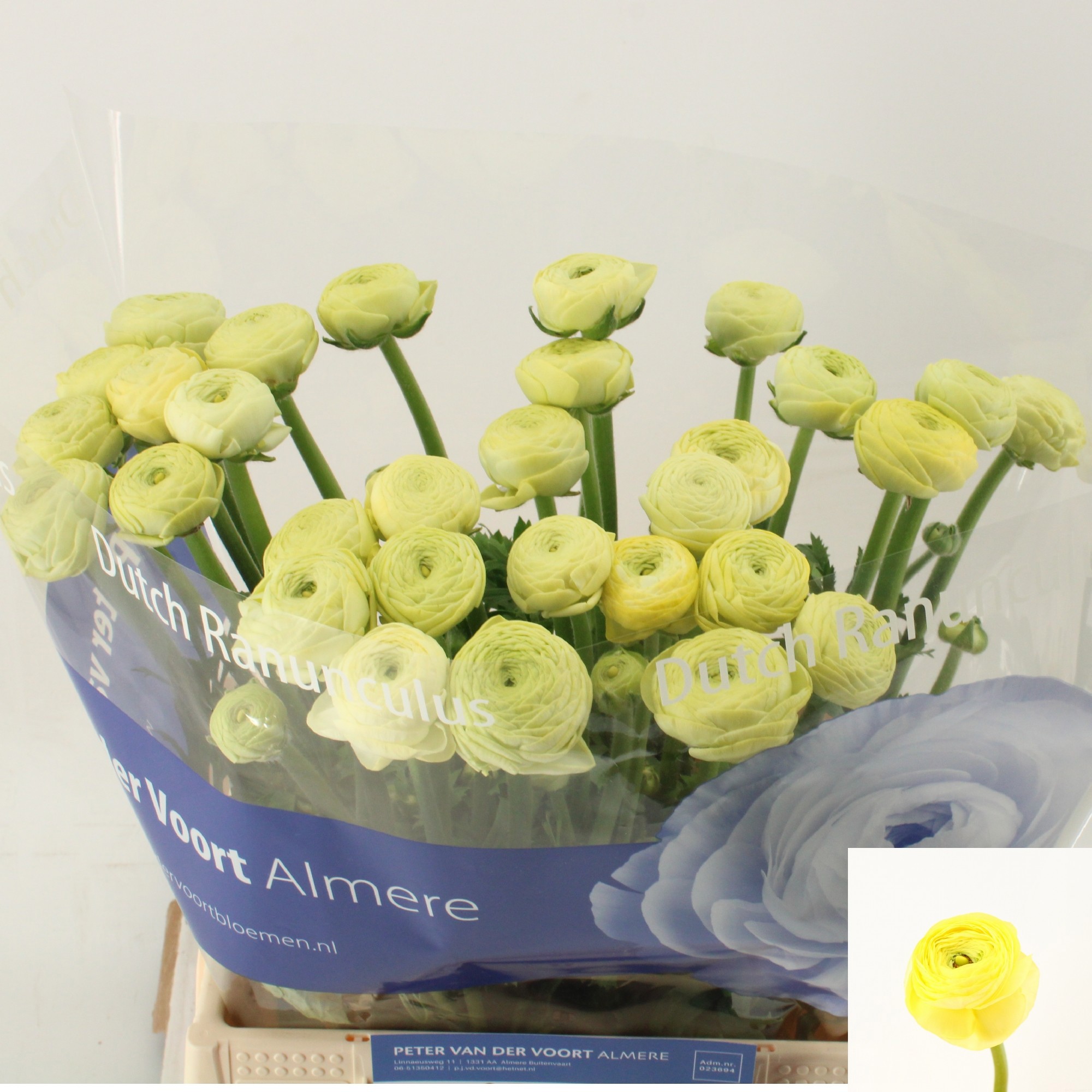 Ранункулус Азур Крим 45, шт.