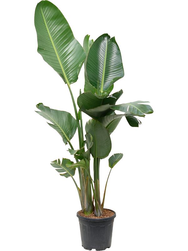 Strelitzia nicolai (160-190), D 30