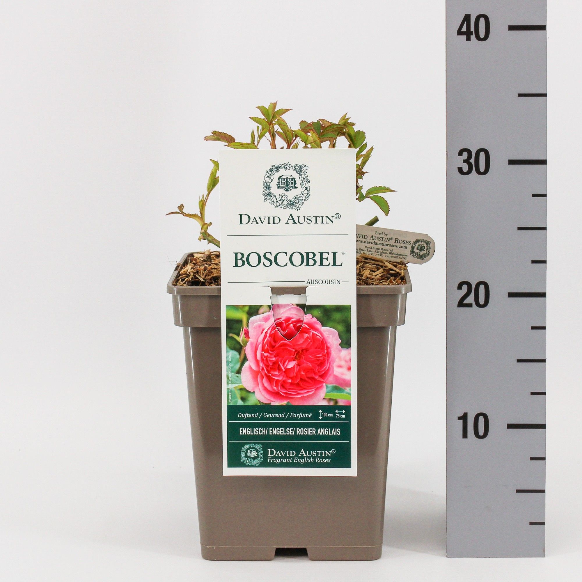 Rosa (Aus) Boscobel ®, C5, D 23
