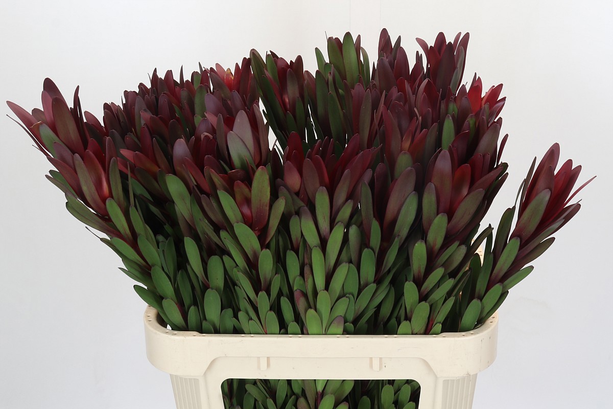 Леукадендрон Сафари Сансет 80 (красн.), шт.