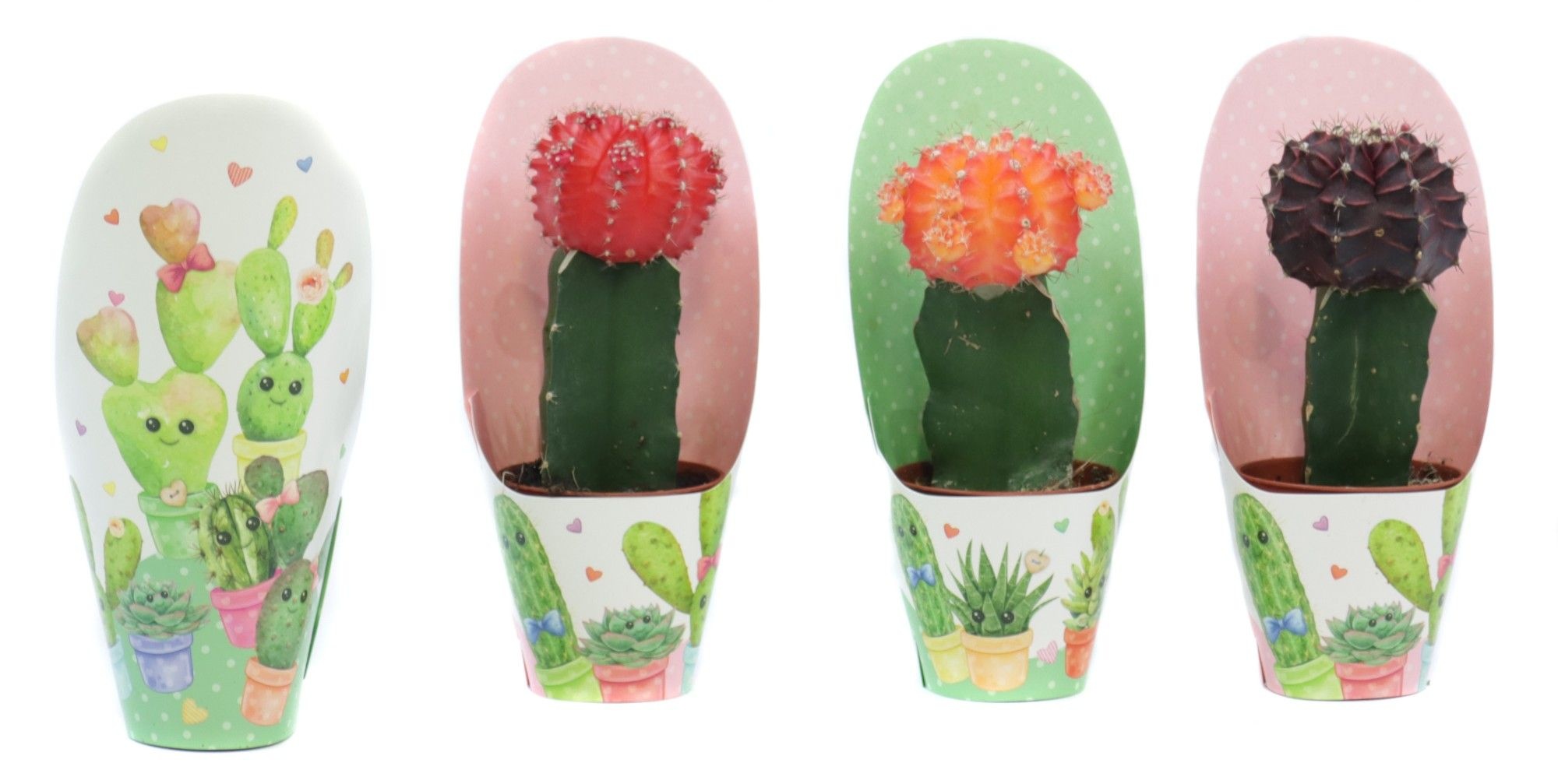 Cactus geent mix 5,5 cm in love potcover, D 6