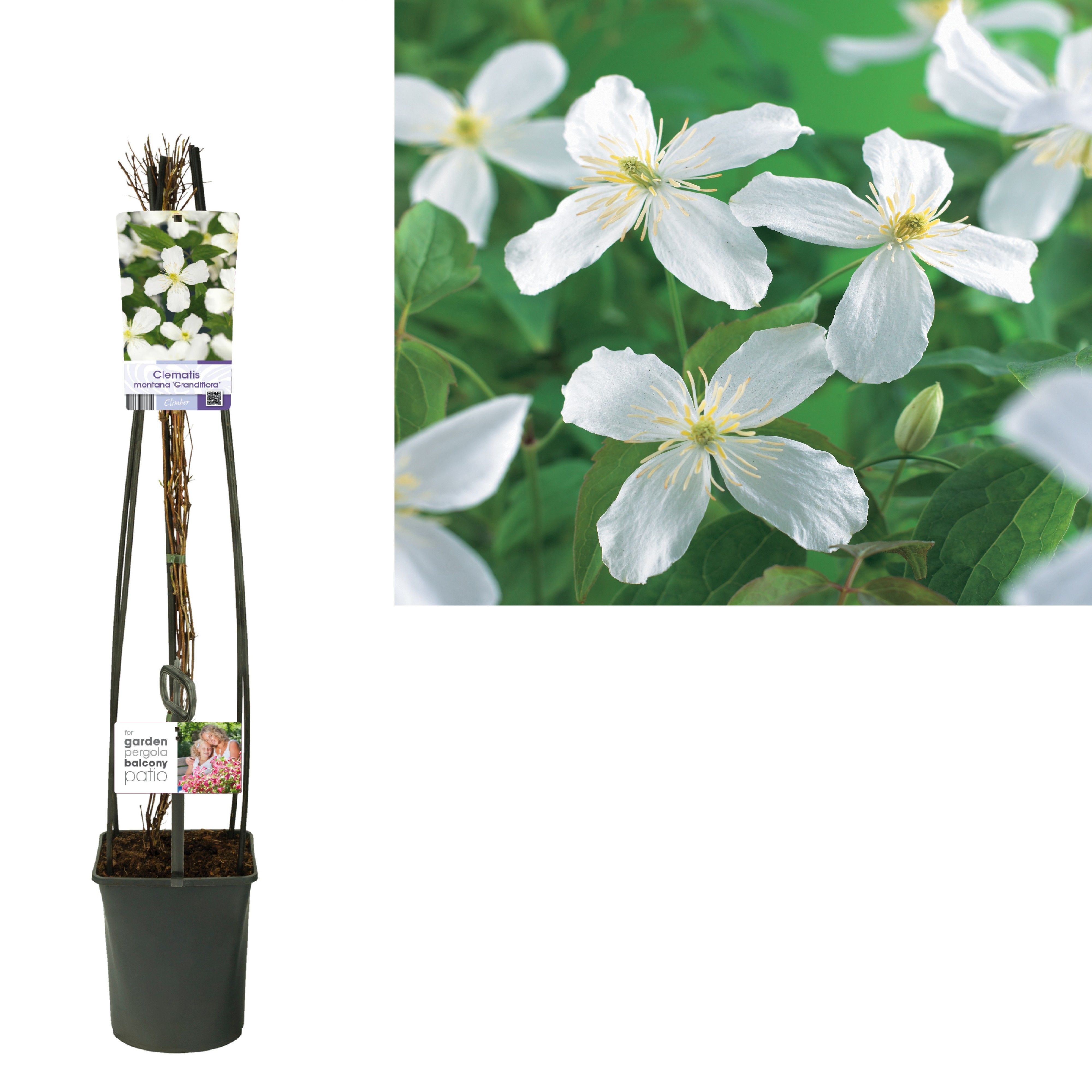 Clematis montana 'Grandiflora' +light label, D 23 cm