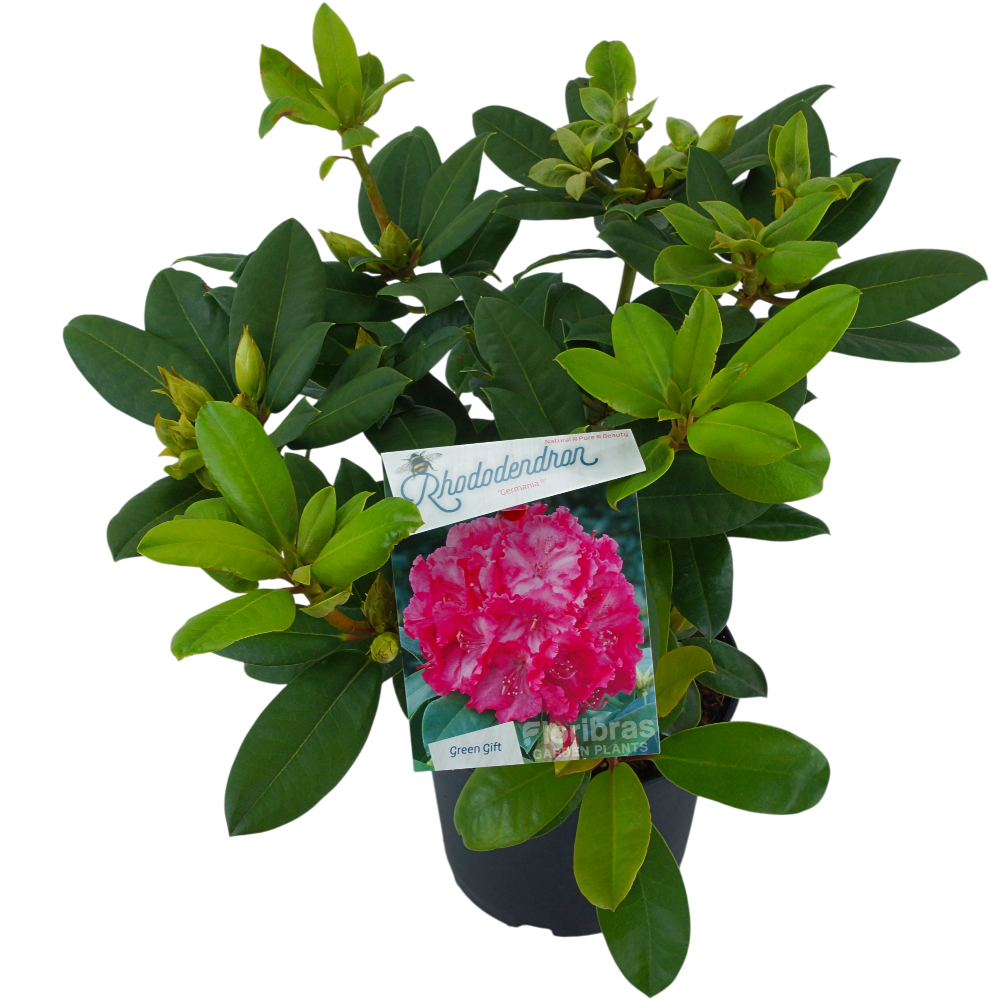 Rhodo. 'Germania' pink, D 23