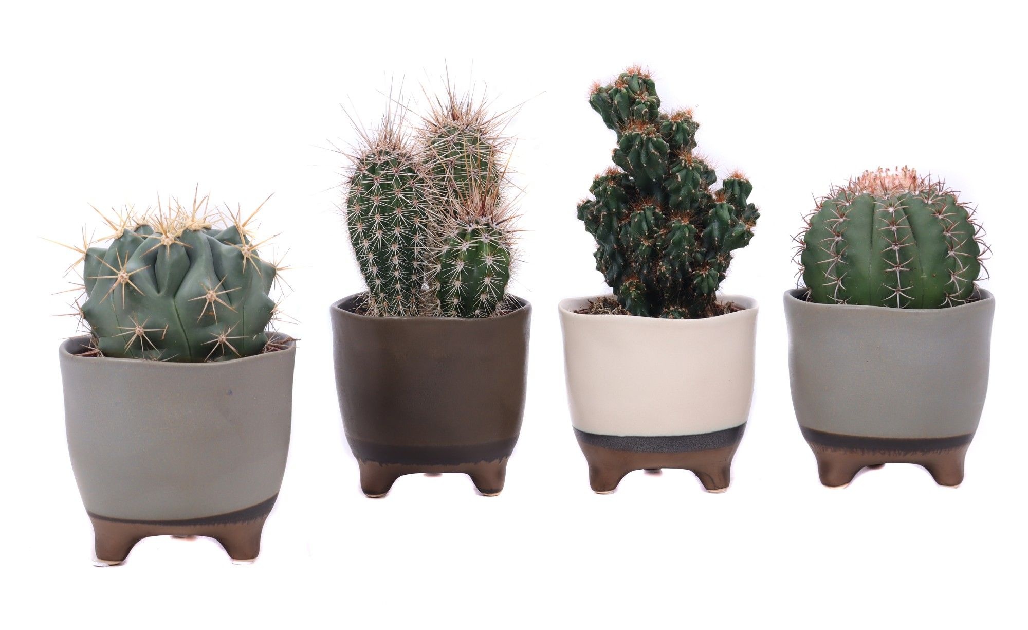 Cactus mix 10,5 cm in Vogezen pot, D 12 cm