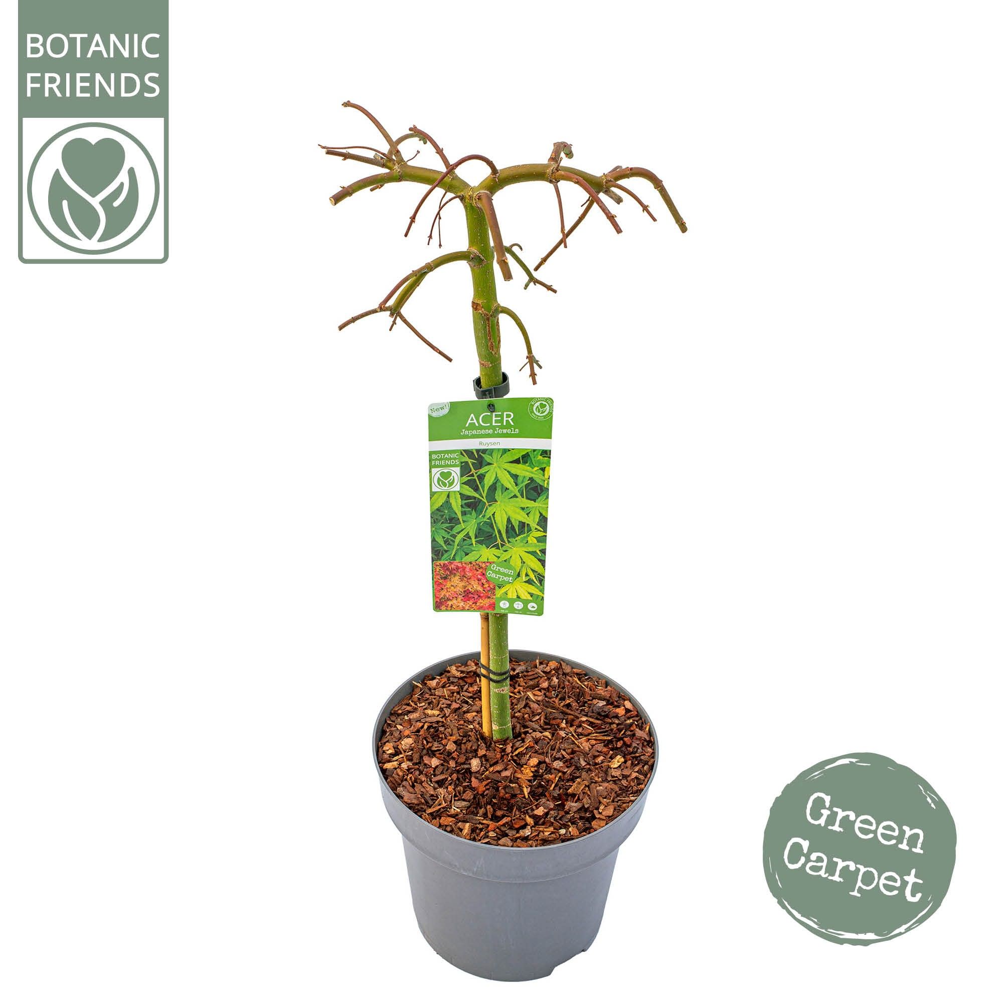 Acer palm. 'Ryusen' C14 laagstam, D 30