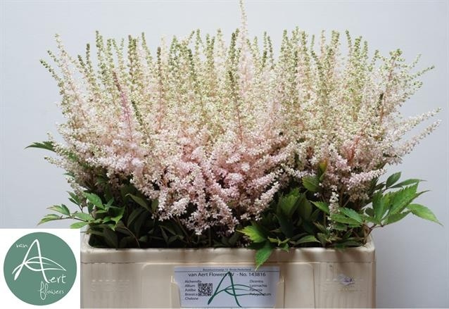 Астильба Аваланш 60, шт.