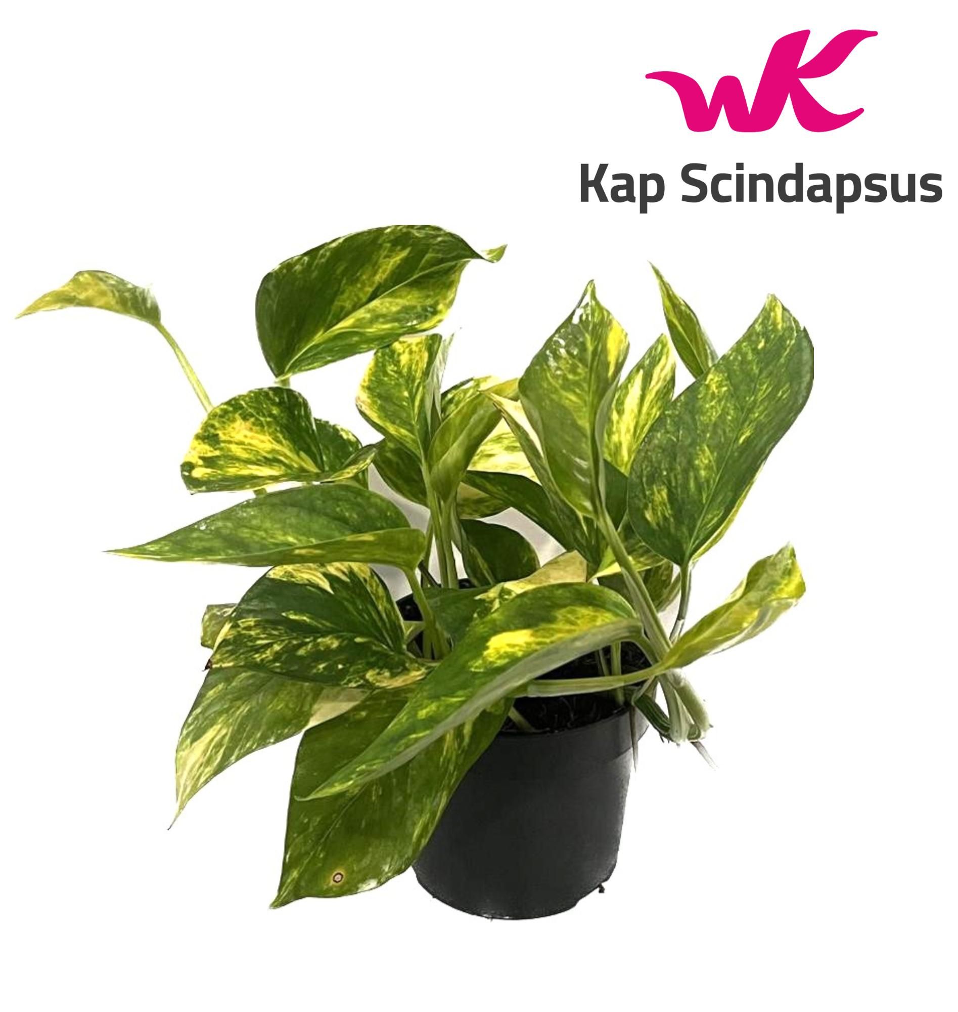 Scindapsus (Epipremnum) pinnatum HiColor, D 12