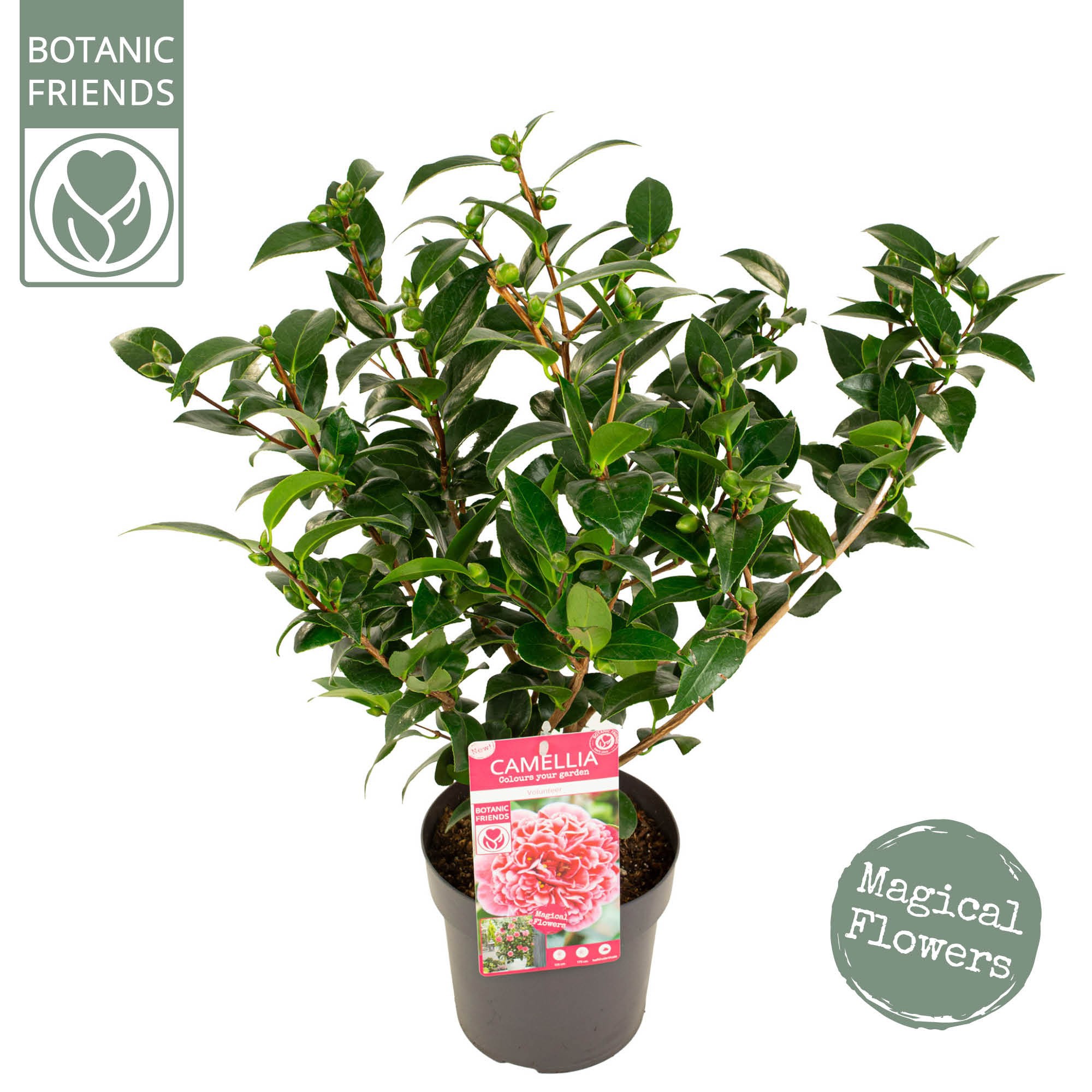 Camellia wil. 'Volunteer' ® Premium, D 19 cm