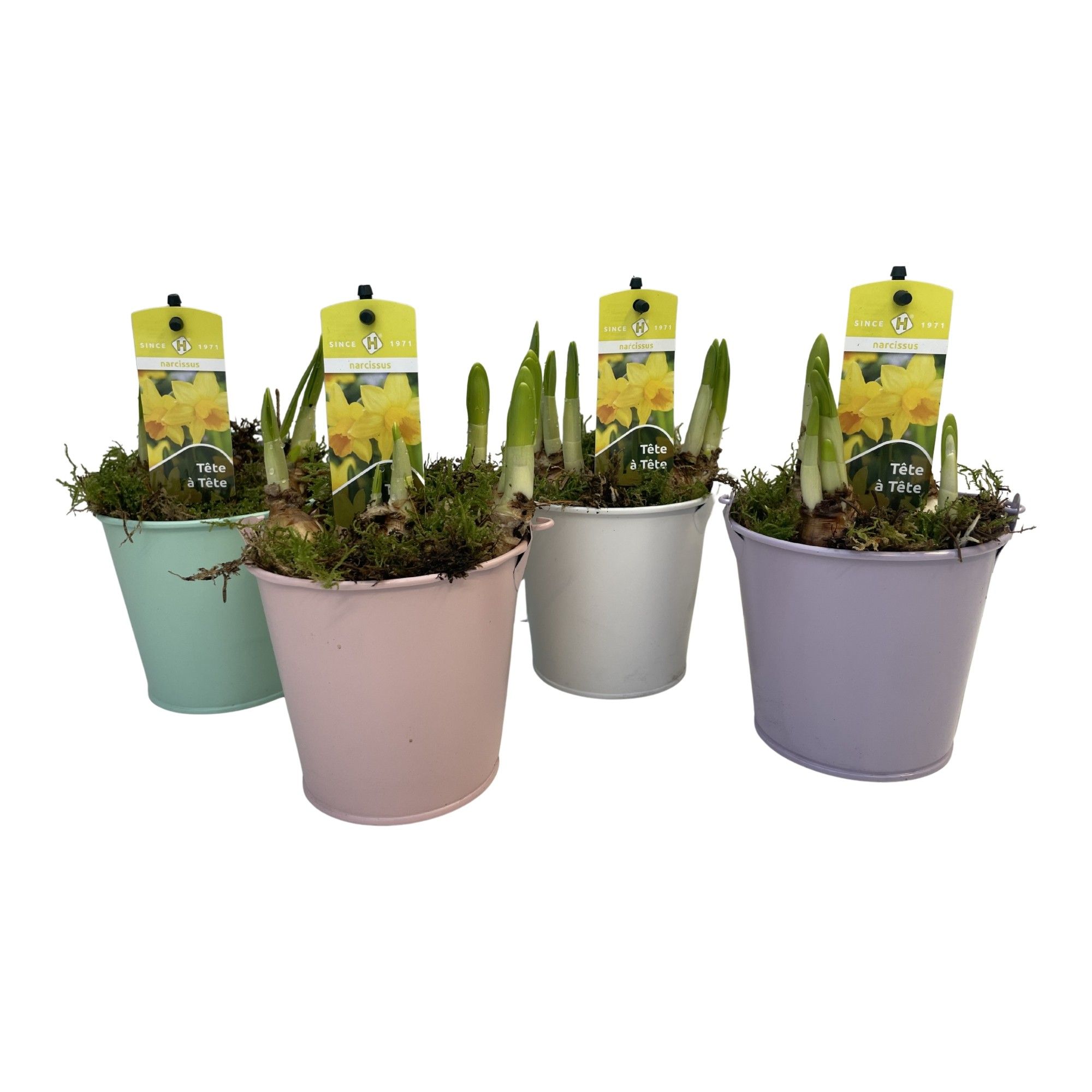 Zink Pasen Tete-a-Tete, D 9