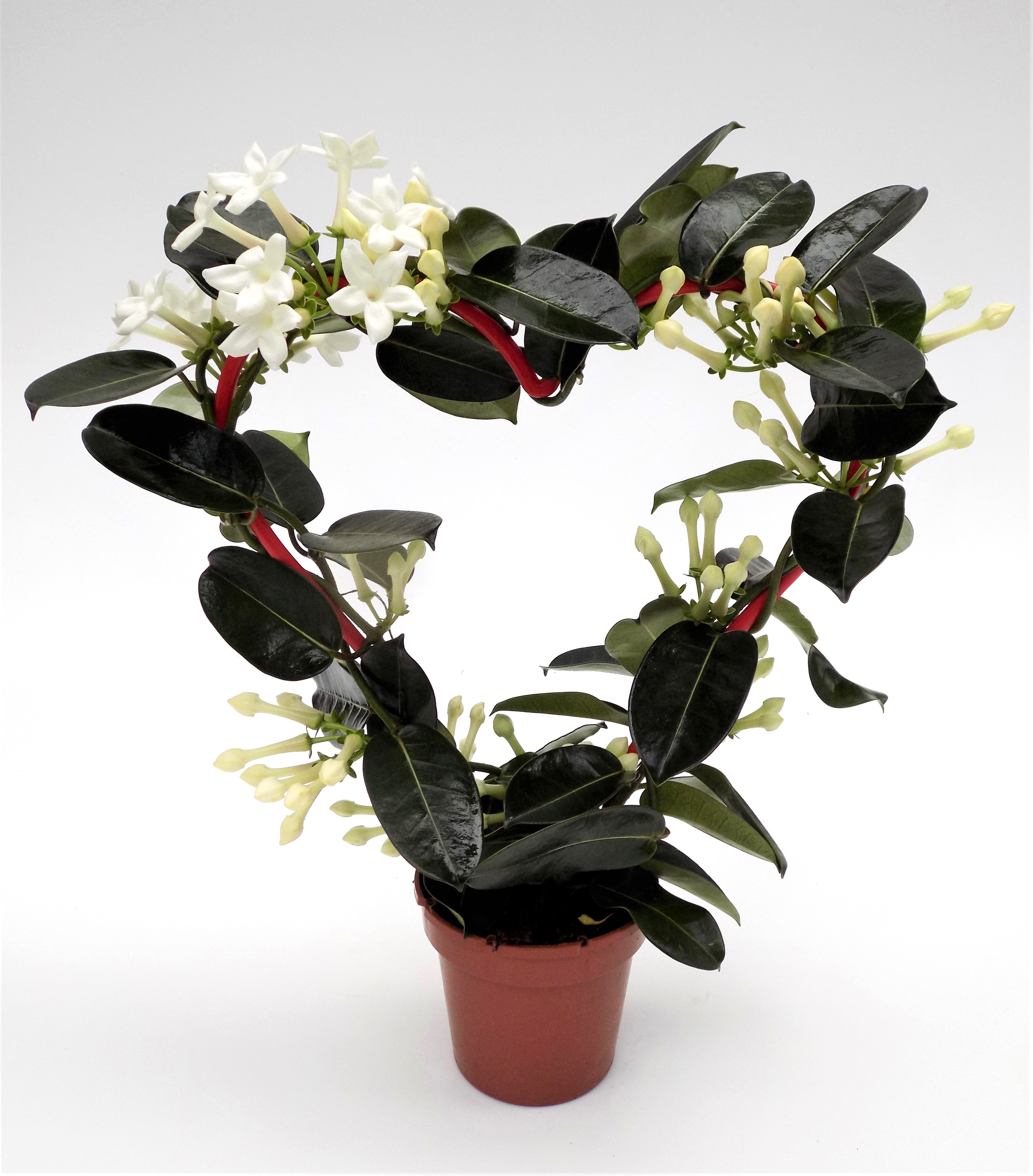 Stephanotis HART Rood, D 12