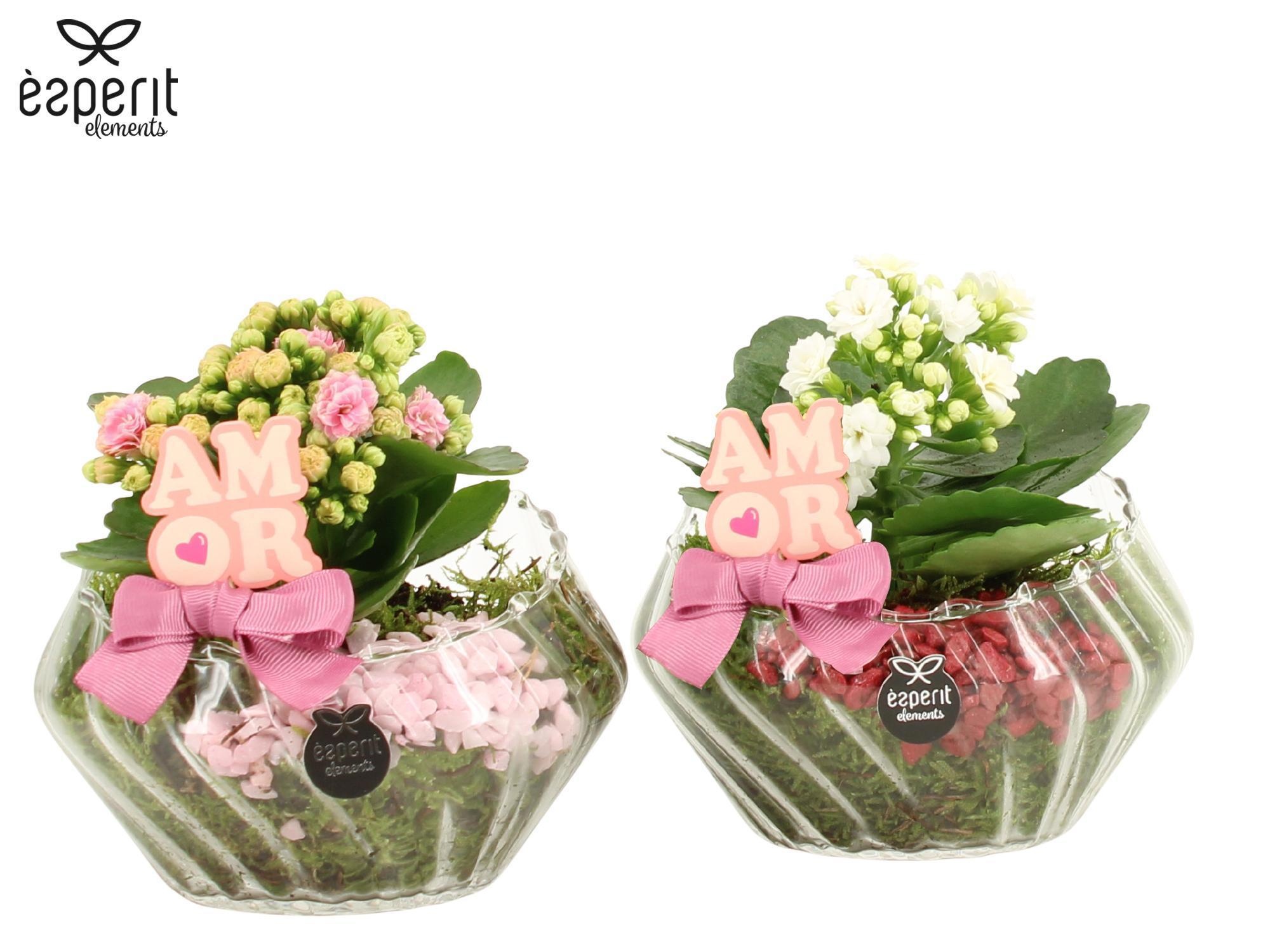 22075: Lovess arrangement, D 15