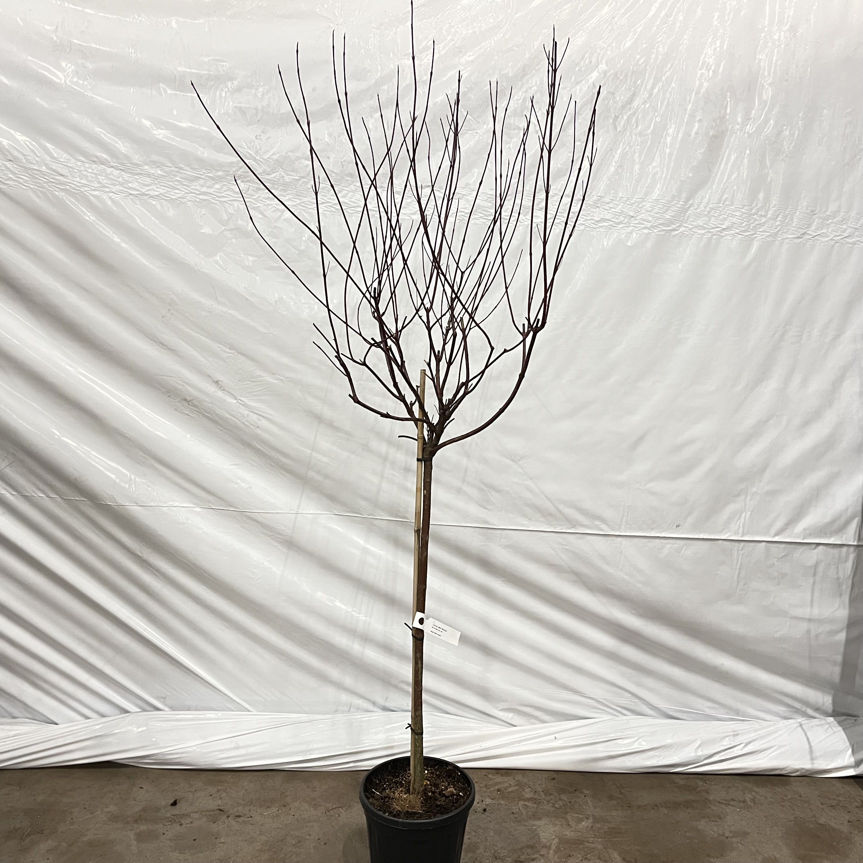 Cornus alba Miracle ('Verpaalen2' PBR) -- stam 90 cm, D 29