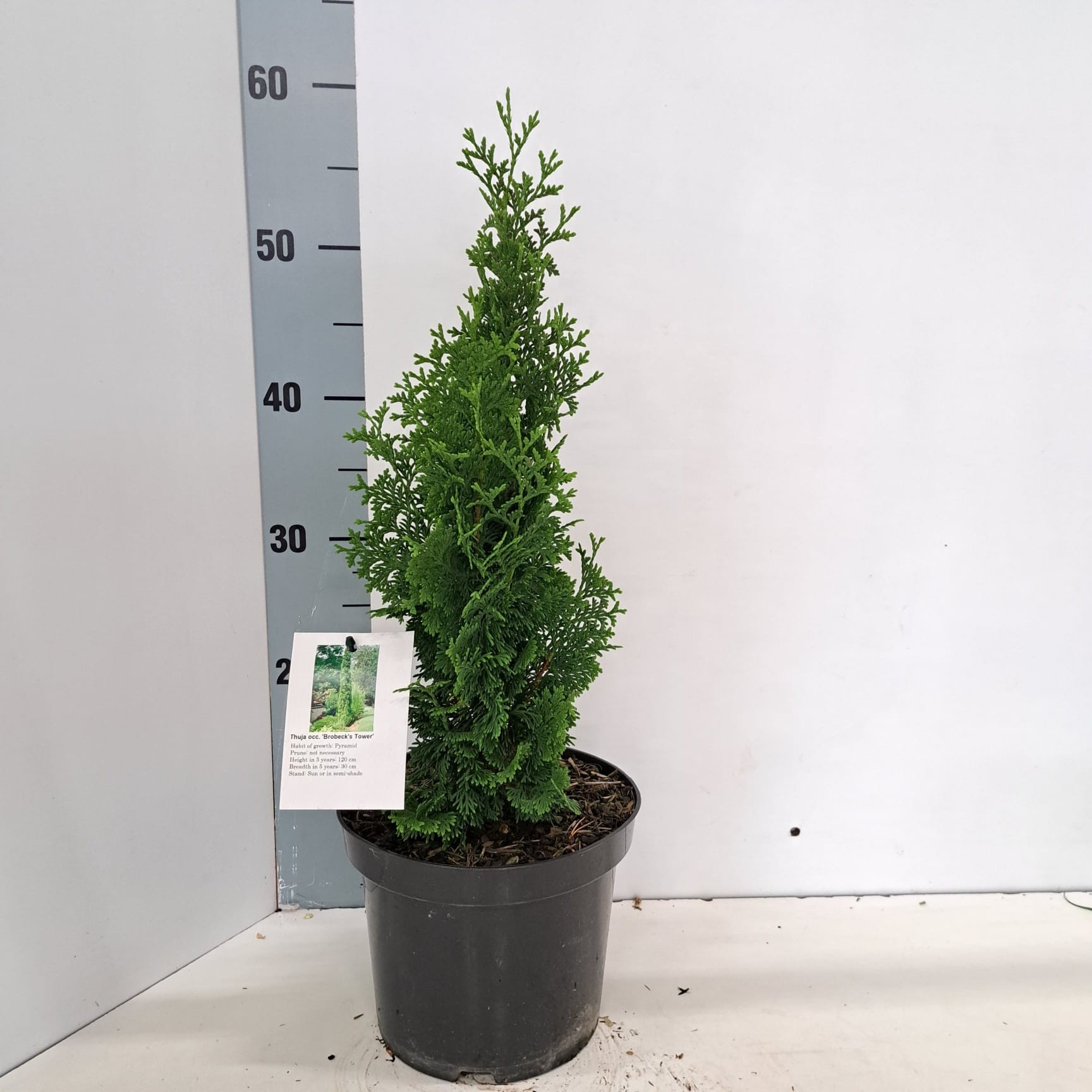 Thuja occ. 'Brobeck's Tower', D 19