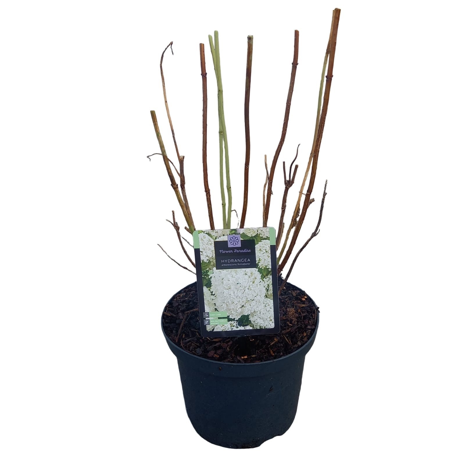 Hydrangea arb. Annabelle, D 23
