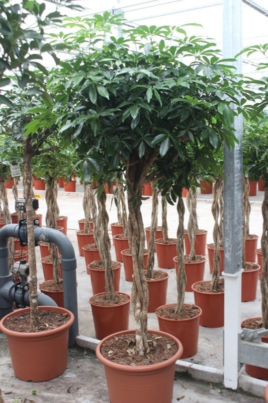 Schefflera arboricola 'Compacta', D 50