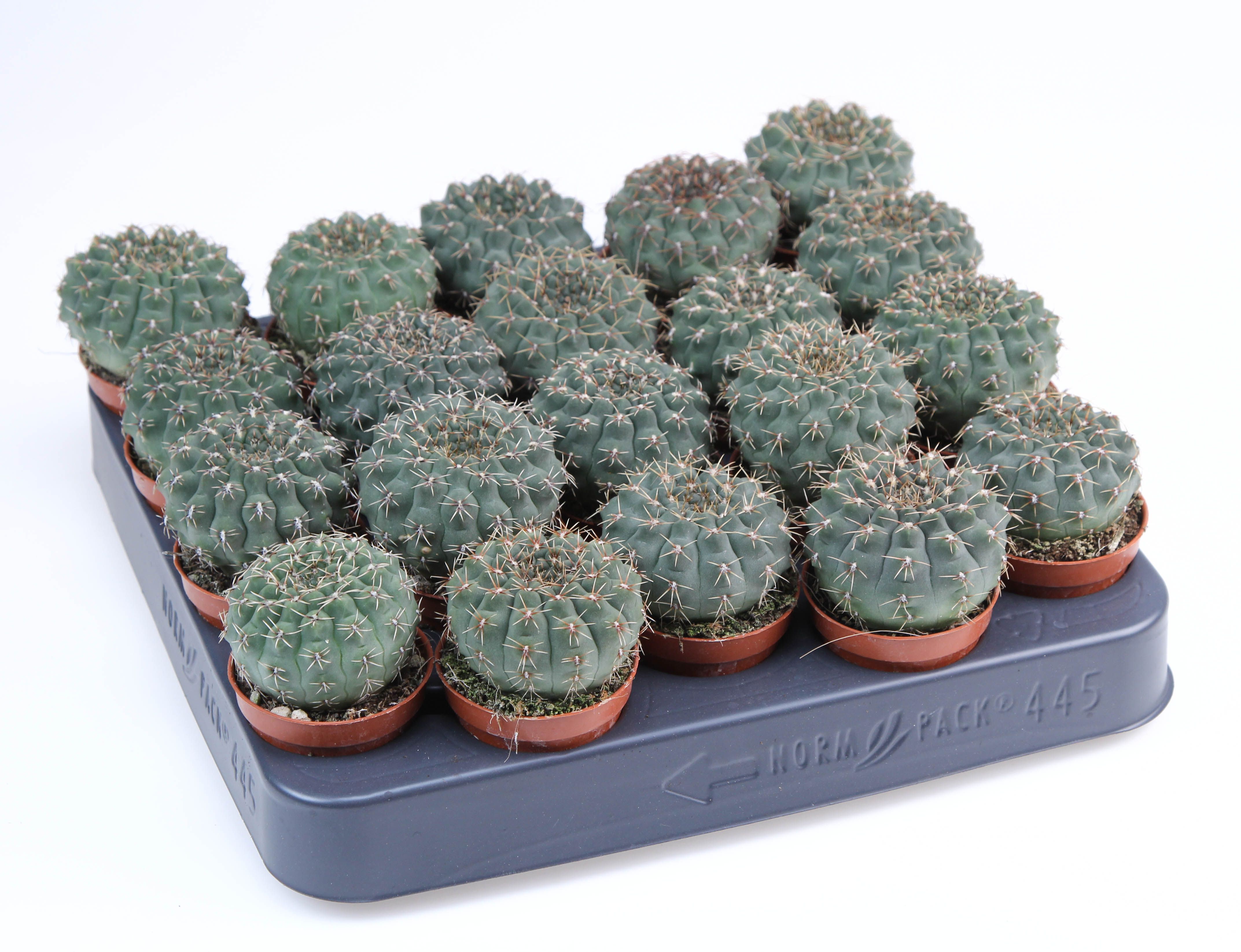 Gymnocalycium quehlianum, D 5,5