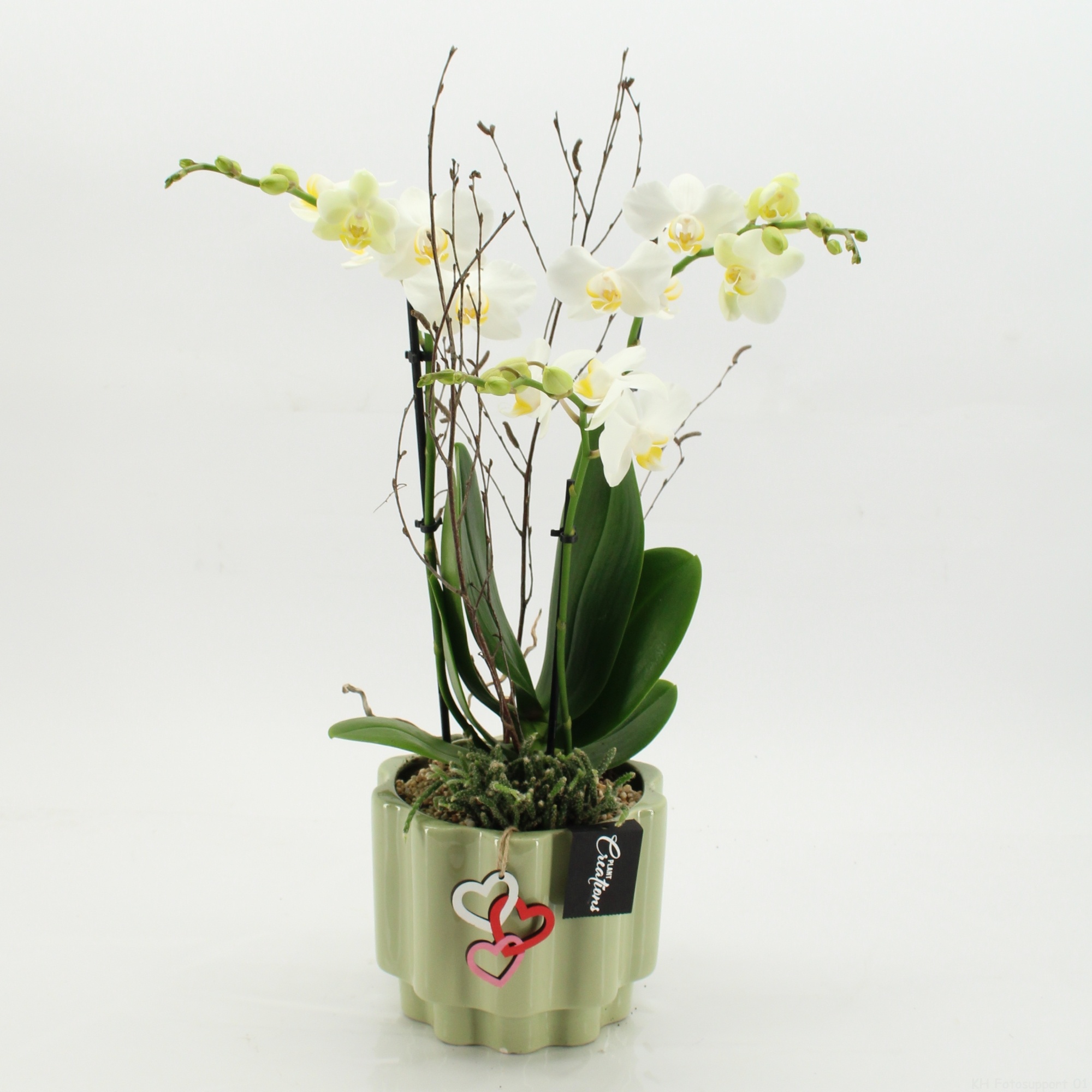 PHALMD-2613W Mother's day Phalaenopsis, D 17